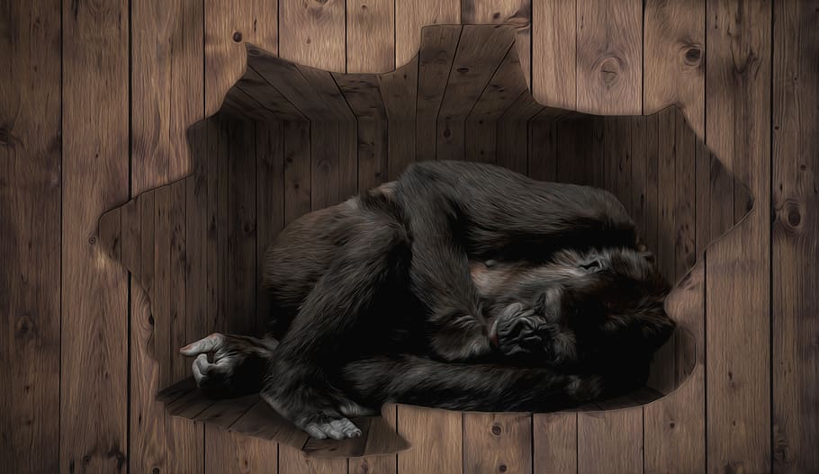 gorilla, cage, lying, habitat, sad, alone, monkey, wood, composing HD wallpaper