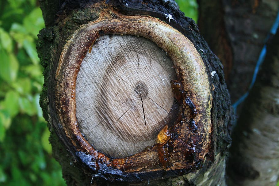 tree, tribe, knothole, branch, resin, forest, nature, wood HD wallpaper