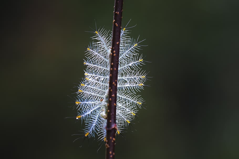 White Caterpillar Close-up Photography, bug, insect, worm, plant HD wallpaper