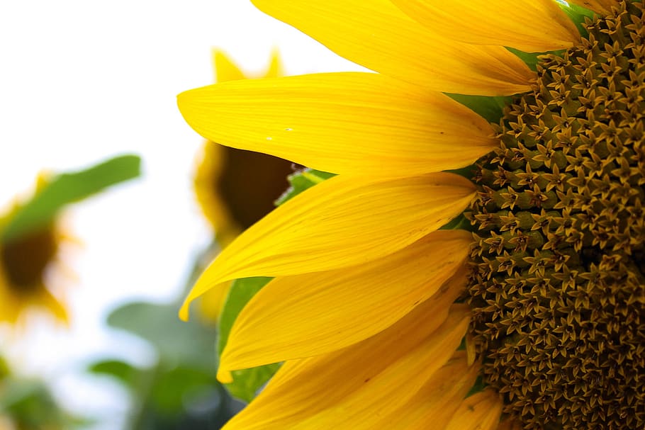 sunflower, yellow, bloom, summer, plant, bright, blossom, sunny HD wallpaper