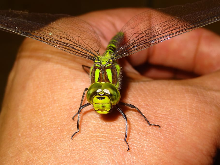 Green Dragonfly on Person Hand, close-up, insect, macro, human body part HD wallpaper
