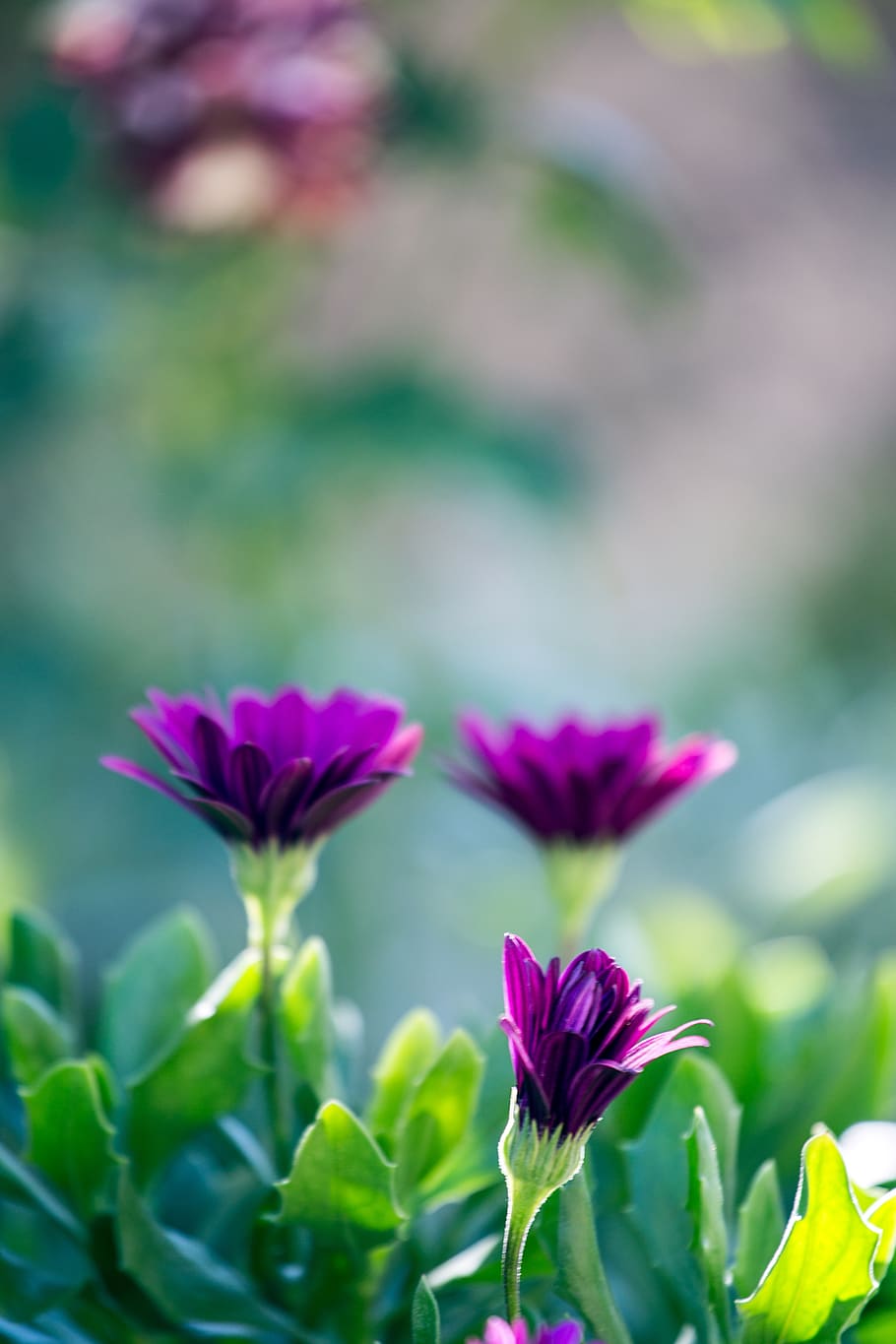flowers, purple, green, nature, color, garden, flora, next, HD wallpaper