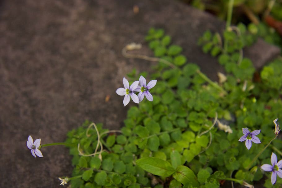 flower, small, purple, flowering plant, freshness, beauty in nature HD wallpaper