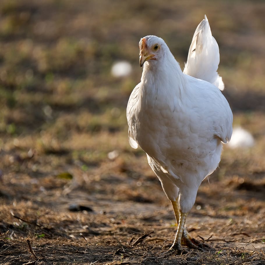 chicken, hen, poultry, range, farm, white, livestock, agriculture