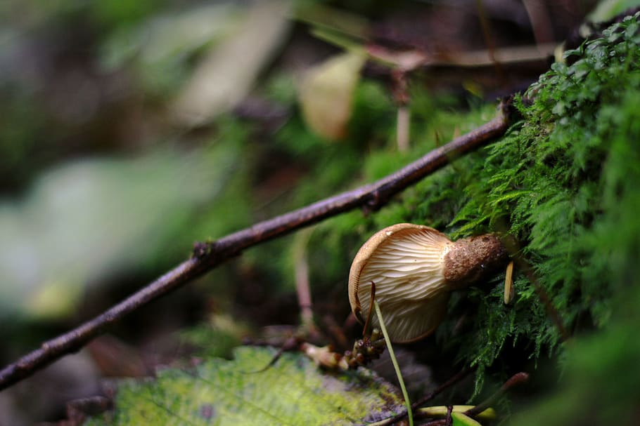 brown mushroom, plant, fungus, selective focus, growth, nature HD wallpaper