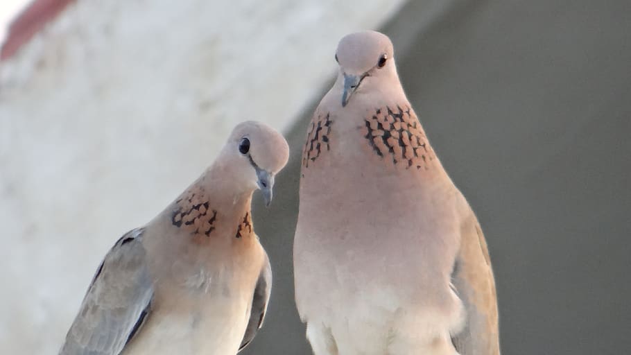 india, noida, bird, animal themes, animal wildlife, animals in the wild HD wallpaper