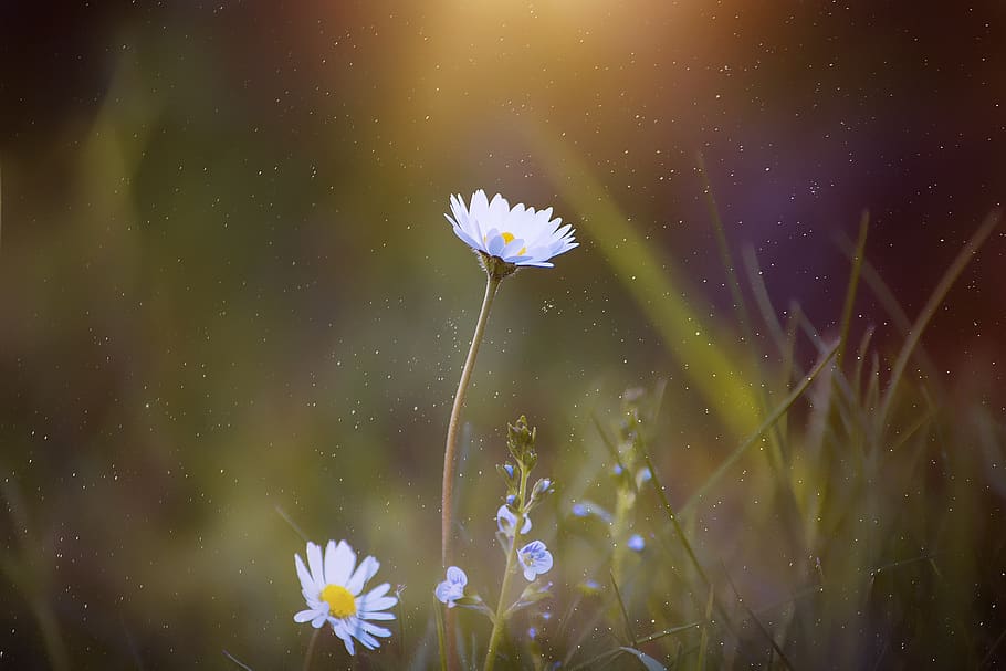 Selective Focus Photography White Daisy Flower, blooming, blur HD wallpaper