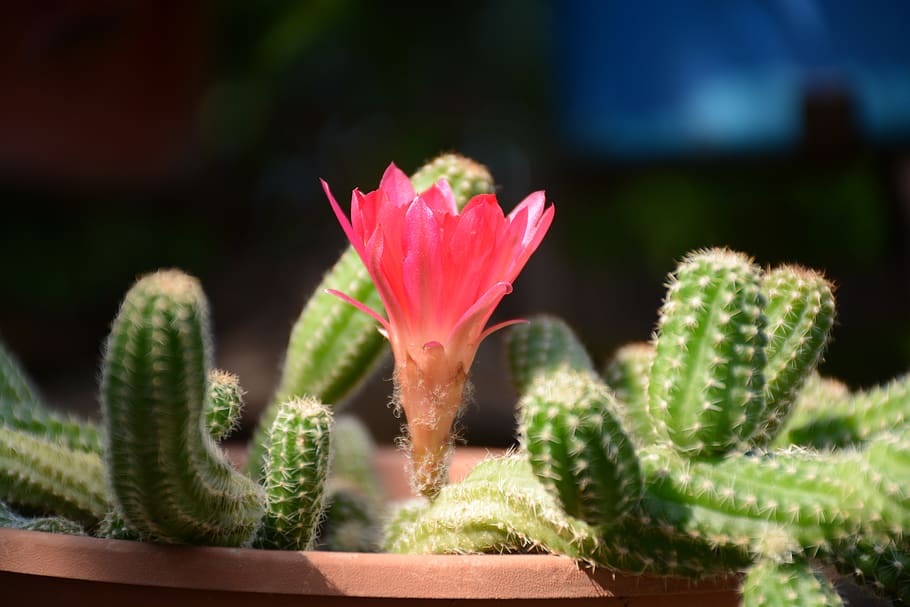 cactus, red, green, flower, nature, garden, flora, macro, summer HD wallpaper