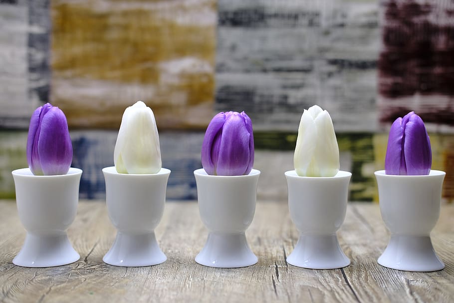 tulips, flowers, spring, egg cups, easter, violet, white, background HD wallpaper