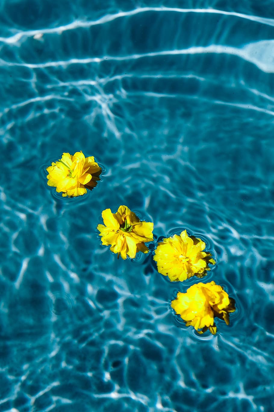 HD wallpaper: Small yellow flowers floating in the pool, day, summer, water  | Wallpaper Flare