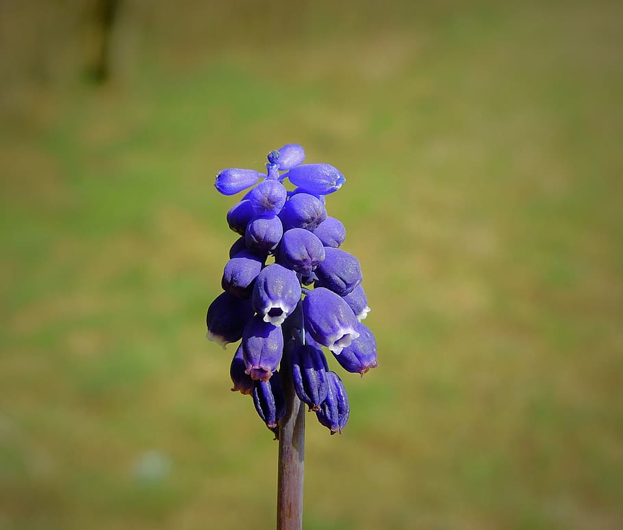flower, flowering, spring, figure, bud, flowering plant, purple HD wallpaper