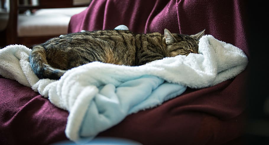 gray tabby cat sleeping on teal towel, pet, mammal, animal, furniture