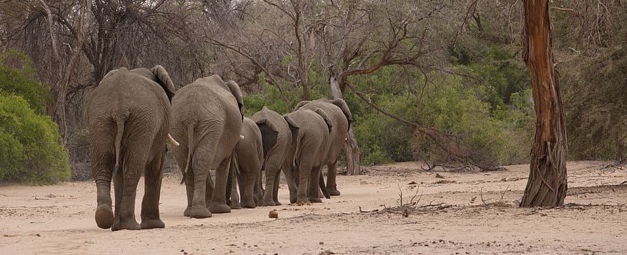 gray elephants near forest, mammal, animal, wildlife, namibia HD wallpaper