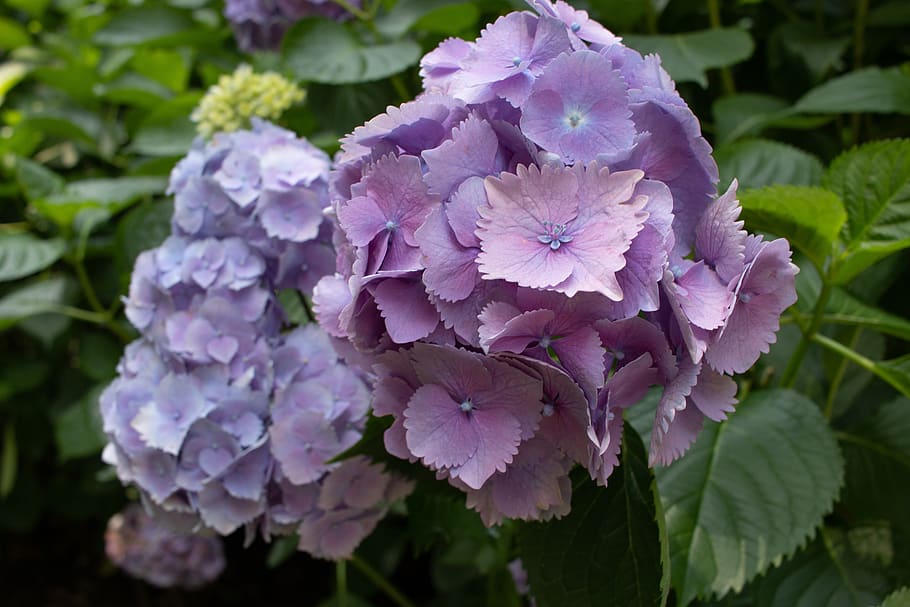 hydrangea, flower, pink, nature, leaf, green, oviedo, spain, HD wallpaper