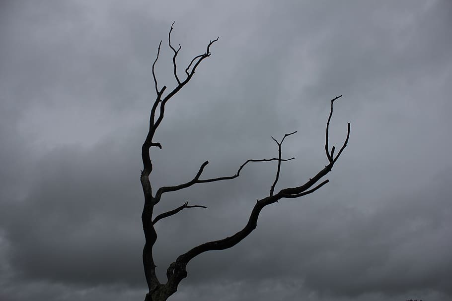 united kingdom, fishguard, tree, cloudy, great britain, empty tree HD wallpaper