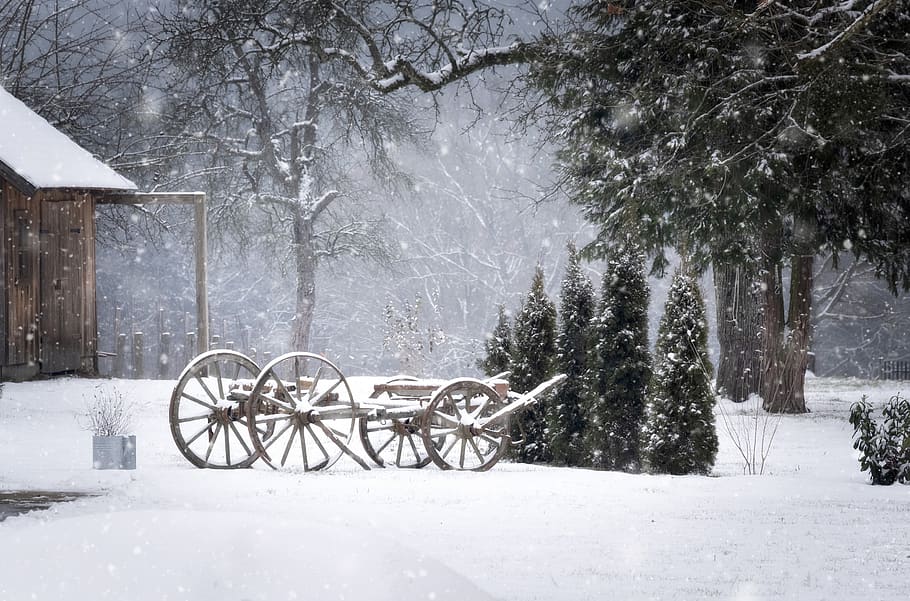 gray trailer near pine tree, snow, winter, cold temperature, cart HD wallpaper