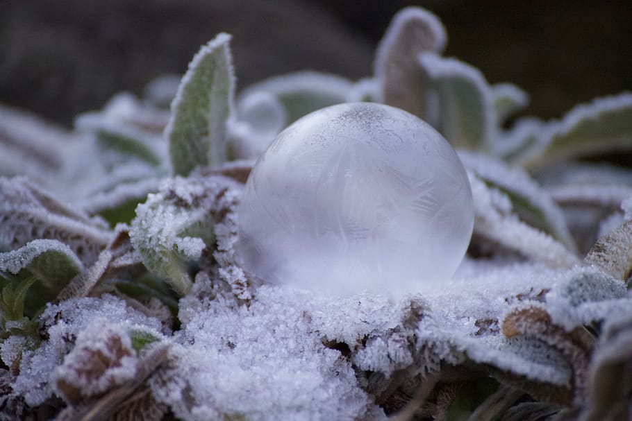 winter, soap bubble, frozen, flower, eiskristalle, ball, frost, HD wallpaper