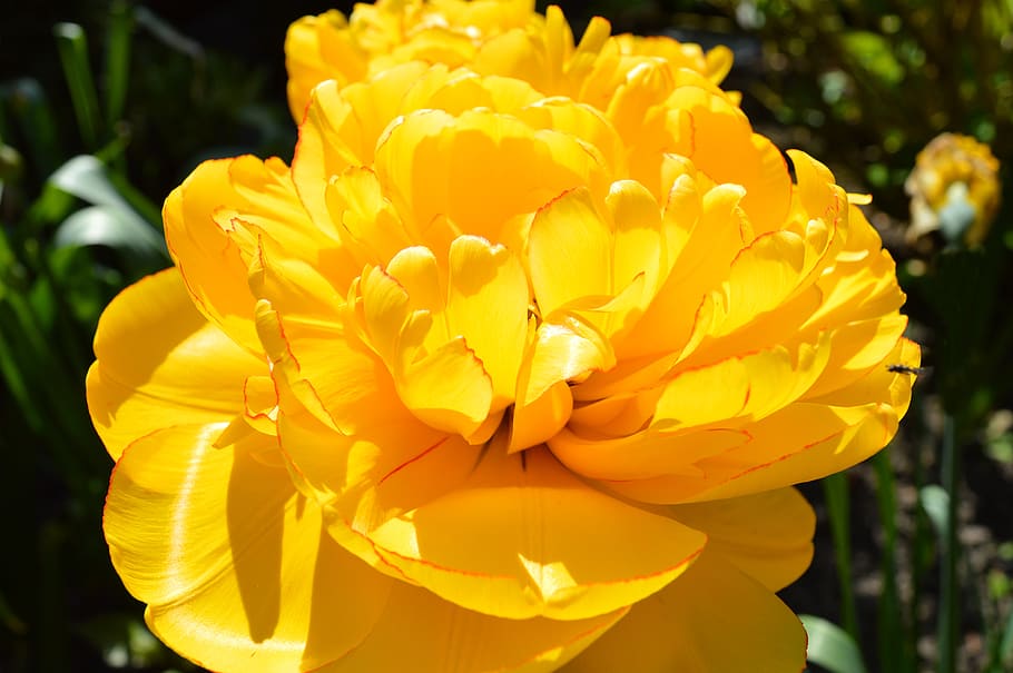 stuffed tulip, spring, nature, yellow, flower, plant, blossom HD wallpaper