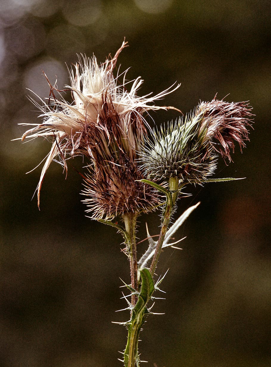 thistle, inflorescence, backlighting, close up, nature, plant HD wallpaper
