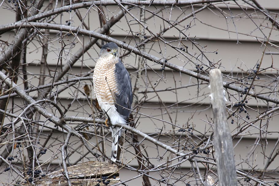 hawk, bird, wildlife, predator, hunter, falcon, nature, raptor HD wallpaper