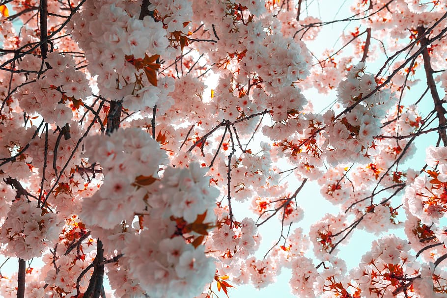 Low Angle Photography Of Cherry Blossoms, bloom, branches, flora HD wallpaper