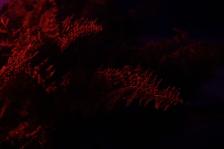 nature, outdoors, fire, tree, plant, night, flame, vegetation HD wallpaper