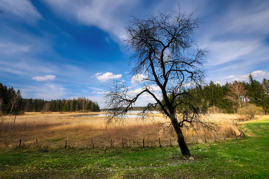 tree, glade, forest, landscape, meadow, reed, light, green HD wallpaper
