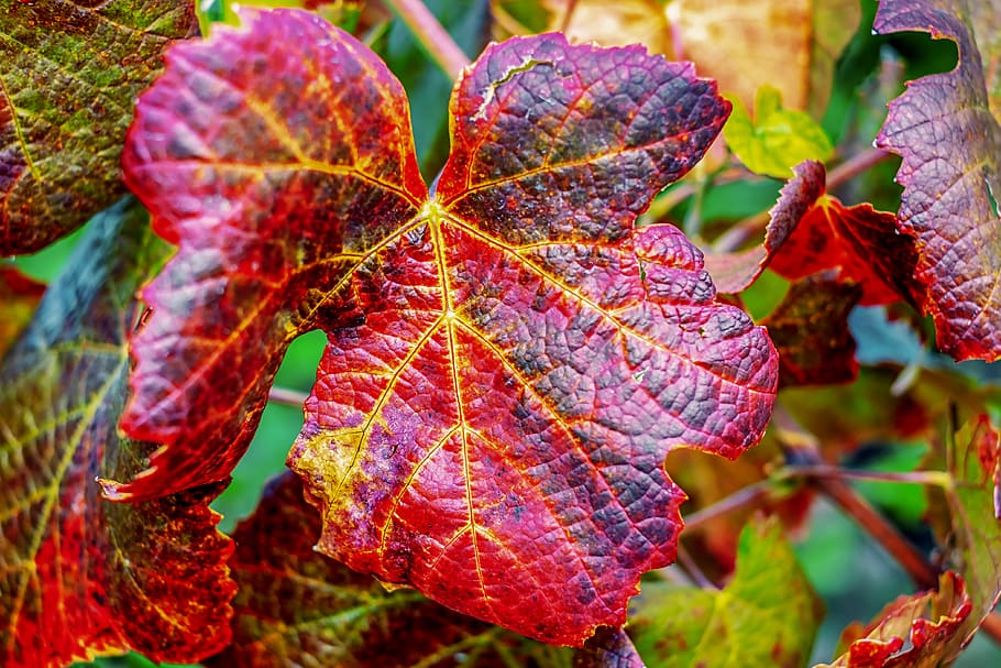 wine leaf, red, fall color, emerge, autumn colours, vine, structure HD wallpaper