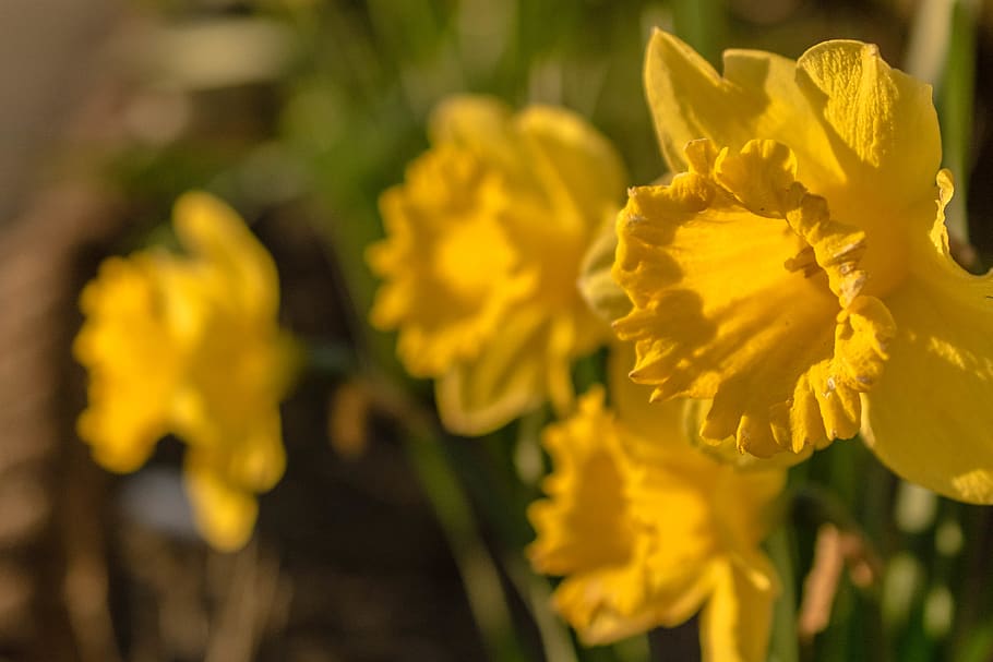 Yellow Flowers, blooming, bright, bulb, close-up, color, daffodils HD wallpaper