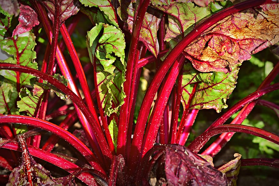 chard, vegetable, plant, stalk, leaf, greens, growth, soil HD wallpaper