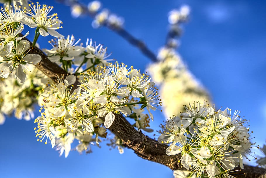 blossom, bloom, plum, tree, fruit tree, branch, branches, sky HD wallpaper