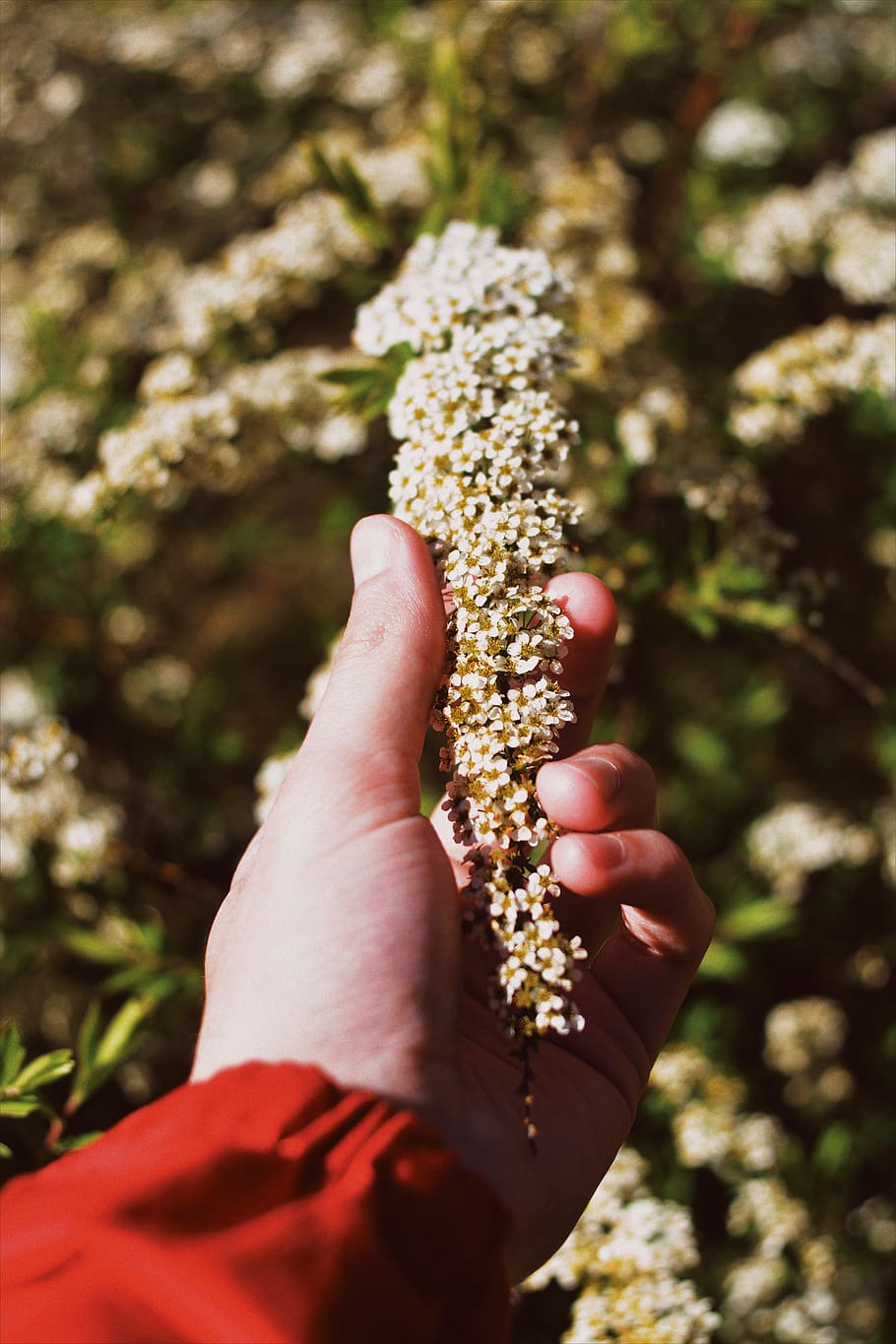 hand, flora, flower, bloom, summer, botanical garden, vsco HD wallpaper