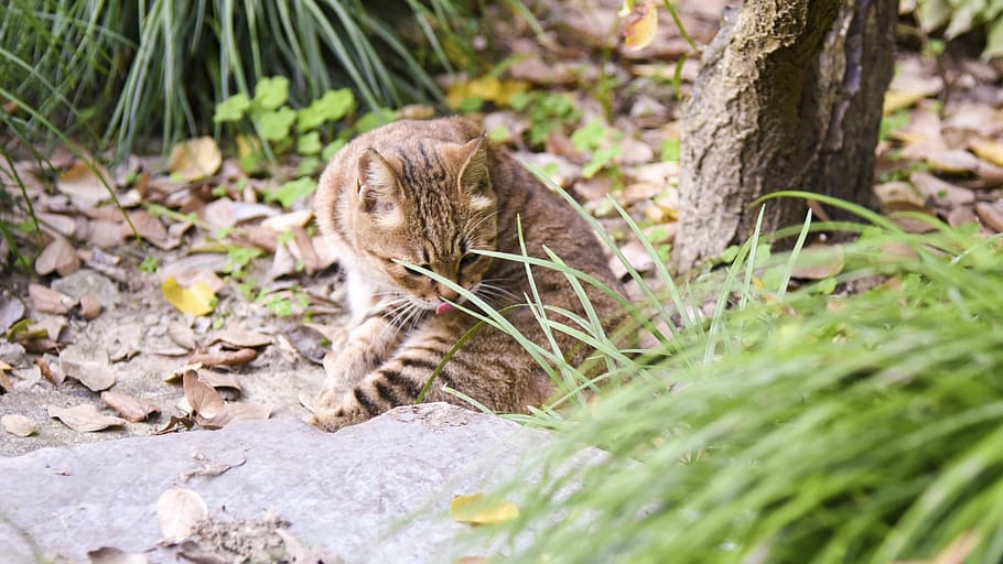 cat, kitten, animal, animal themes, one animal, mammal, feline HD wallpaper