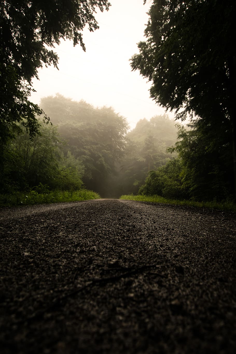 gray road between trees, nature, tarmac, asphalt, fog, weather