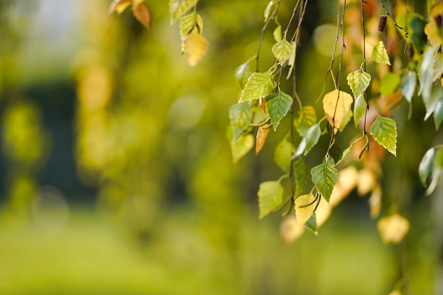 autumn, deciduous, plant, leaf, nature, outdoors, wood, tree HD wallpaper