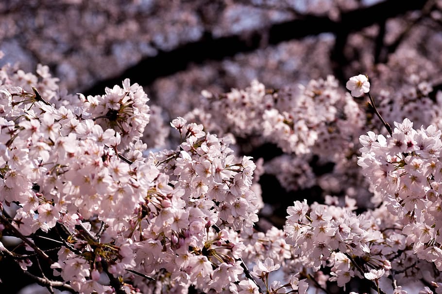flower, flowering plant, fragility, vulnerability, freshness HD wallpaper