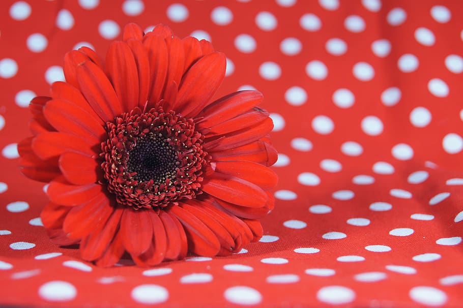 nature, red, flower, map, greeting, birthday, pattern, flowering plant HD wallpaper