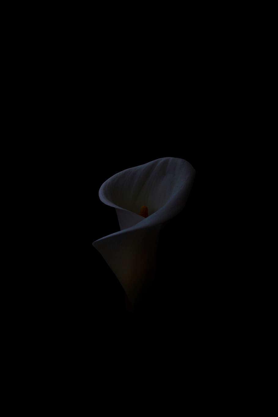 flower, studio shot, black background, flowering plant, petal HD wallpaper