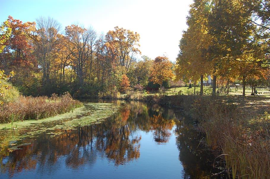 nature, river, riverside, tree, fall, autumn, countryside, grass HD wallpaper