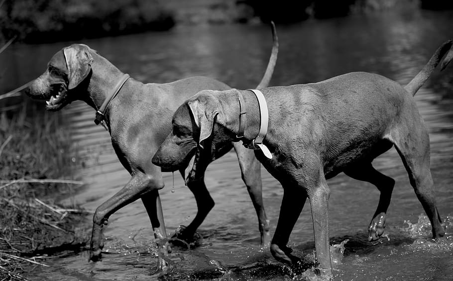 animal themes, domestic animals, water, mammal, pets, vertebrate HD wallpaper