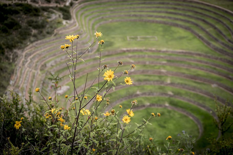 peru, maras, moray, bokeh, focus, green, grass, flowers, landscape HD wallpaper