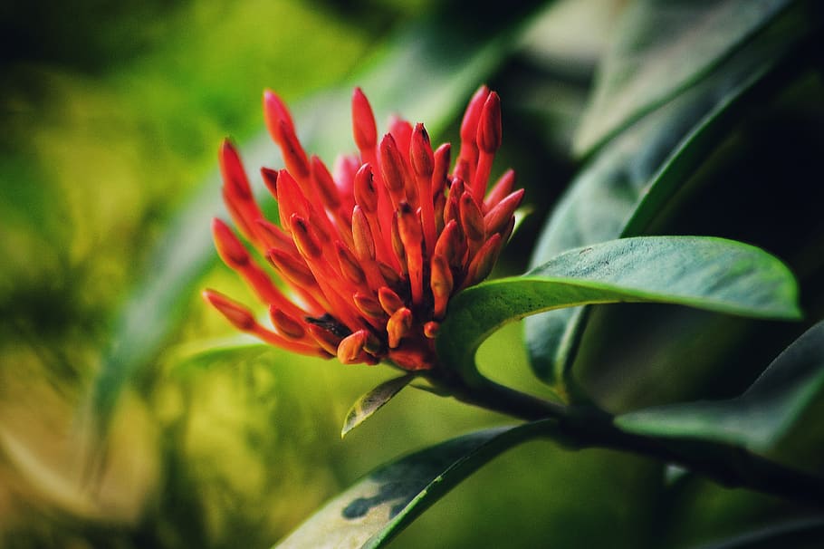 flower, red, nyc, natural, landscape, flowering plant, beauty in nature HD wallpaper