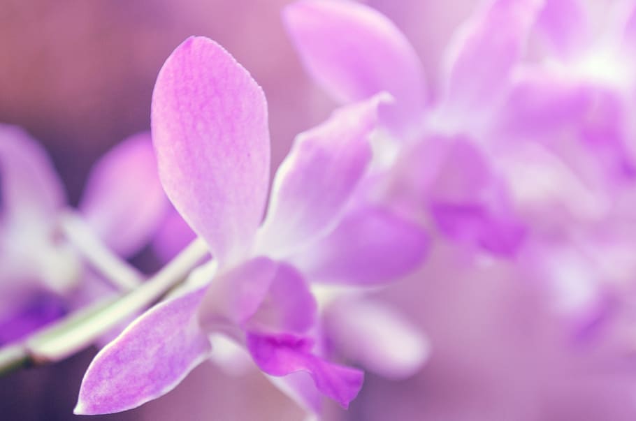 Purple flowers, nature, flowering plant, freshness, beauty in nature HD wallpaper