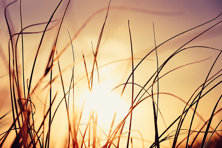 sunset, wheat, hay, straw, hay straw, sunlight, sun beam, ray HD wallpaper