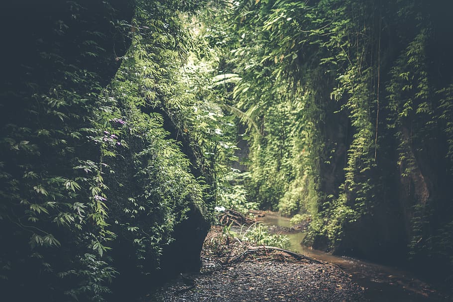Cave Filed With Green Plants, background, day, daylight, environment HD wallpaper