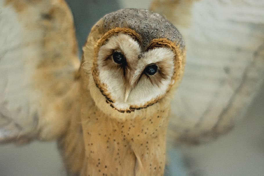 bird, owl, animals, close-up, focus on foreground, portrait HD wallpaper