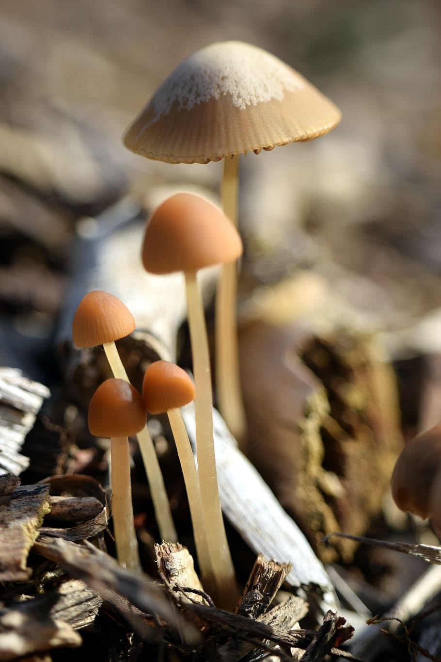 mushrooms, autumn, nature, mini mushroom, macro, plant, fungus, HD wallpaper