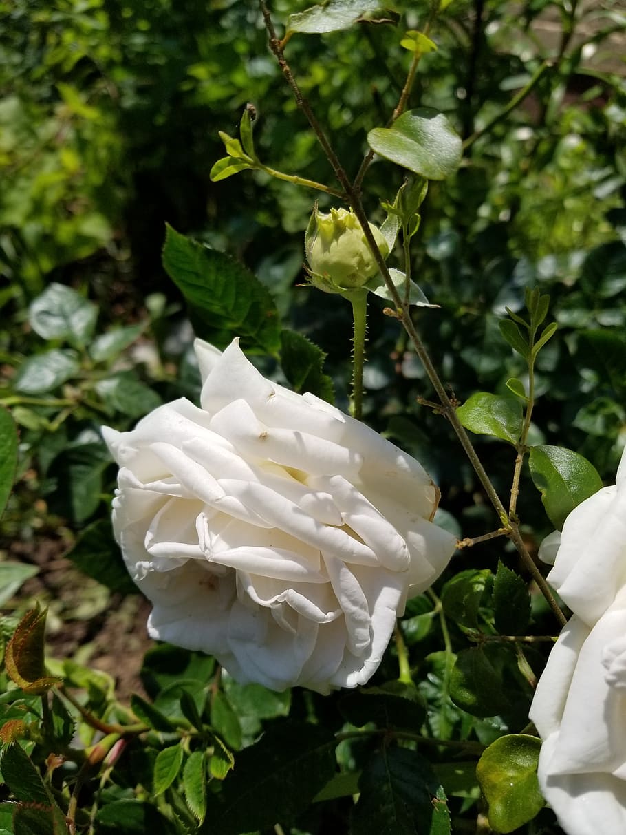 white, rose, flower, plant, white color, flowering plant, beauty in nature HD wallpaper