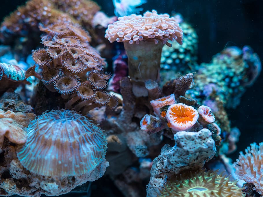 pink, orange, and white corrals, underwater, sea life, animal wildlife HD wallpaper
