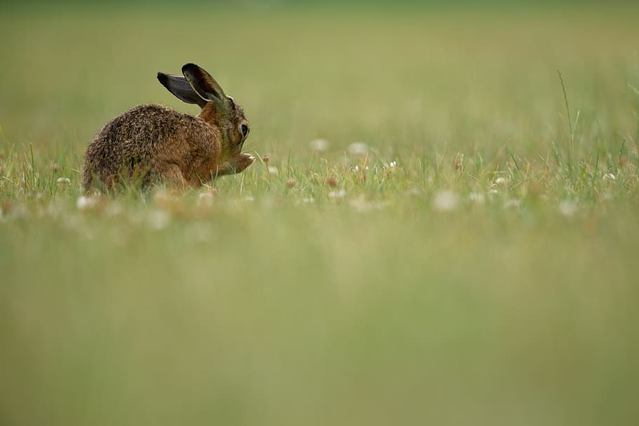 brown rabbit on green grass field, meadow, bokeh, blur, washing HD wallpaper